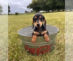 Small #1 Dachshund