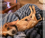 Small #4 Black Mouth Cur Mix