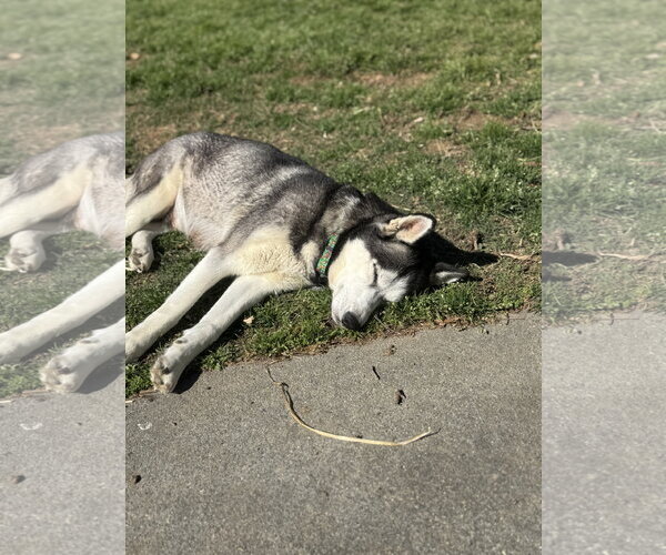 Medium Photo #8 Siberian Husky Puppy For Sale in Holly Springs, NC, USA