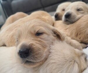 English Cream Golden Retriever Puppy for sale in SACRAMENTO, CA, USA