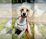 Small Poodle (Toy)