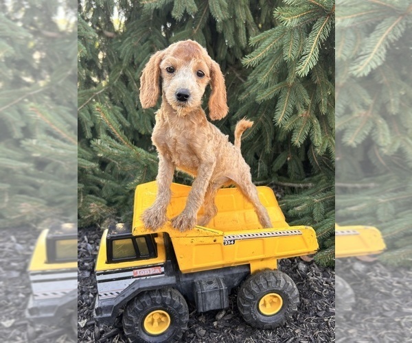 Medium Photo #5 Goldendoodle (Miniature) Puppy For Sale in MIDDLEBURY, IN, USA