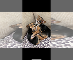 Small #2 Chihuahua