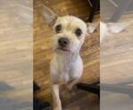Small #6 Chihuahua Mix