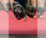 Small #3 Rottweiler