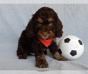 Cockapoo Puppy for sale in MILLERSBURG, OH, USA