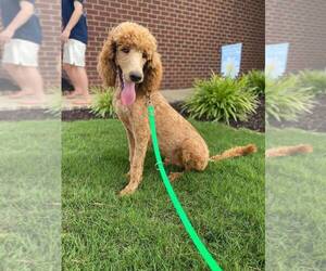 Poodle (Standard) Puppy for sale in CHESNEE, SC, USA