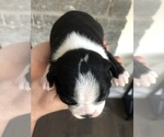 Small Photo #11 Boston Terrier Puppy For Sale in MARYSVILLE, WA, USA