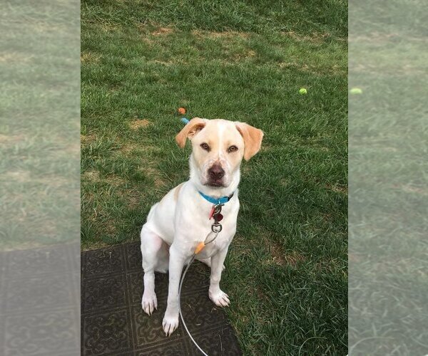 Medium Photo #1 Labrador Retriever-Unknown Mix Puppy For Sale in New York, NY, USA
