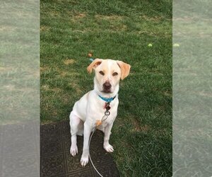 Labrador Retriever-Unknown Mix Dogs for adoption in New York, NY, USA