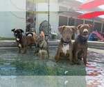 Small Photo #5 Australian Kelpie-German Shepherd Dog Mix Puppy For Sale in Cave Creek, AZ, USA