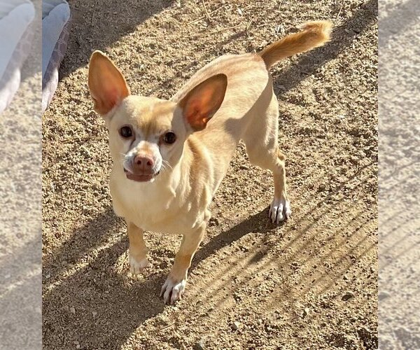 Medium Photo #2 Chihuahua-Unknown Mix Puppy For Sale in Lancaster, CA, USA