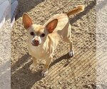 Small #1 Chihuahua Mix