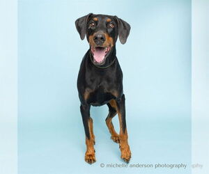 Doberman Pinscher Dogs for adoption in Corona, CA, USA