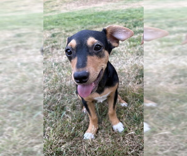 Medium Photo #2 Rat Terrier-Unknown Mix Puppy For Sale in Bellevue, WA, USA