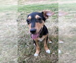 Small #1 Rat Terrier Mix
