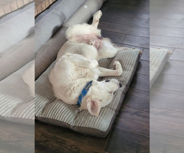Medium Photo #6 Great Pyrenees Puppy For Sale in Spring, TX, USA