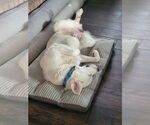 Small #5 Great Pyrenees