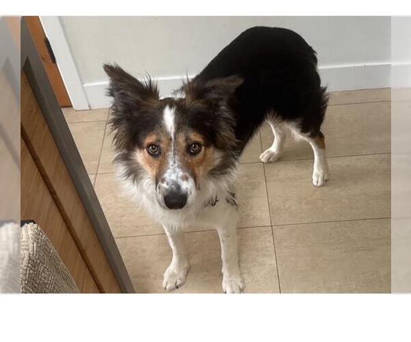 Medium Photo #1 Collie-Unknown Mix Puppy For Sale in Santa Barbara, CA, USA