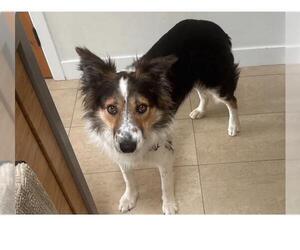 Collie-Unknown Mix Dogs for adoption in Santa Barbara, CA, USA