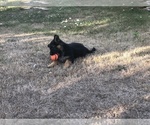 Small Photo #19 German Shepherd Dog Puppy For Sale in EAGLE CREEK, OR, USA