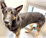 Small #1 German Shepherd Dog