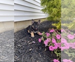 Small Photo #1 German Shepherd Dog Puppy For Sale in RICHMOND, IN, USA