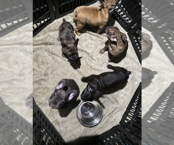 Medium Photo #1 Faux Frenchbo Bulldog Puppy For Sale in LIVERMORE, CA, USA