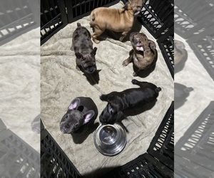 Faux Frenchbo Bulldog Litter for sale in LIVERMORE, CA, USA