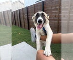 Small #1 Anatolian Shepherd-Australian Shepherd Mix
