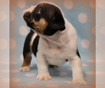 Small Photo #20 English Bulldog Puppy For Sale in WINNSBORO, TX, USA