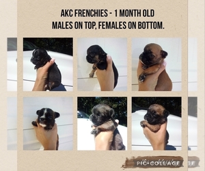 French Bulldog Litter for sale in CLAREMORE, OK, USA