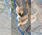Small Photo #8 Labrador Retriever Puppy For Sale in LAWRENCEBURG, TN, USA