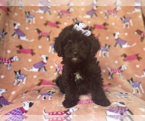 Medium Photo #1 Aussiedoodle Miniature  Puppy For Sale in LAKELAND, FL, USA