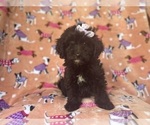 Small Aussiedoodle Miniature 