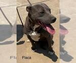 Small #2 American Pit Bull Terrier Mix