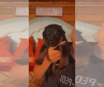 Small Photo #12 German Shepherd Dog Puppy For Sale in CARROLLTON, GA, USA