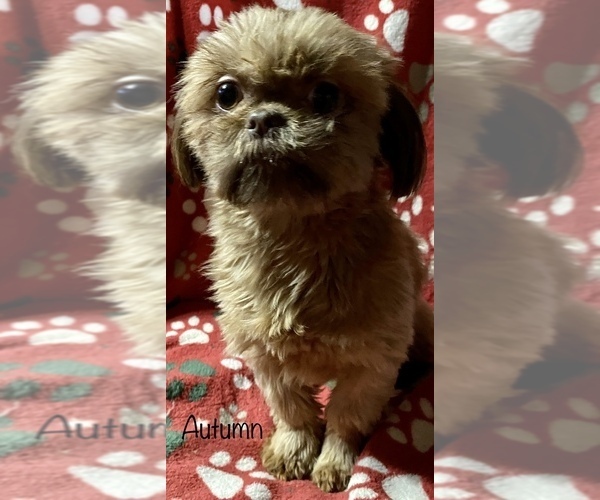 Full screen Photo #1 Shih Tzu Puppy For Sale in PIEDMONT, OH, USA