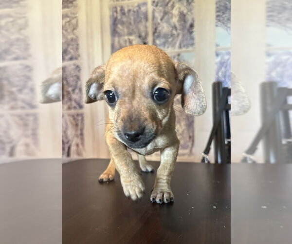 Medium Photo #2 Chihuahua Puppy For Sale in San Diego, CA, USA