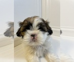 Small Photo #5 Shih Tzu Puppy For Sale in LIBERTY TWP, OH, USA