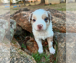 Puppy Red Merle Girl Miniature American Shepherd