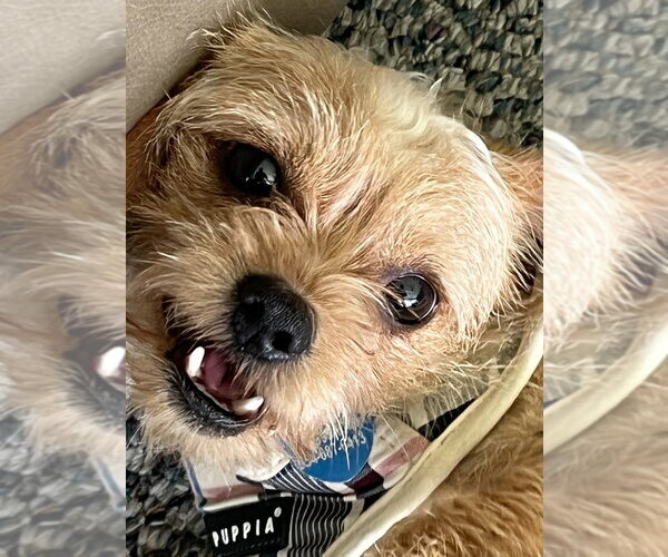 Medium Photo #14 Shih Tzu-Unknown Mix Puppy For Sale in Plantation, FL, USA