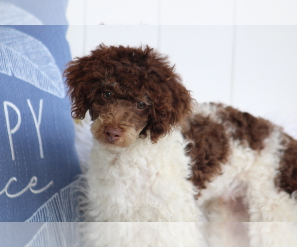 Medium Photo #1 Poodle (Miniature) Puppy For Sale in HUGHESVILLE, MO, USA