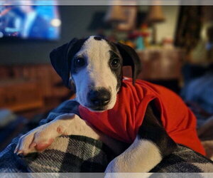 Annika - Female Catahoula Leopard Dog-Unknown Mix Dog for Adoption - Photo #3