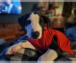 Small Photo #3 Catahoula Leopard Dog-Unknown Mix Puppy For Sale in Alexander, AR, USA