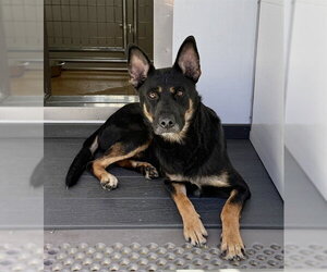 LEO - Male German Shepherd Dog Dog for Adoption - Photo #2