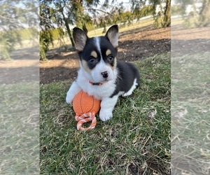 Pembroke Welsh Corgi Puppy for sale in MIDDLEBURY, IN, USA