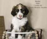 Puppy Bentley Bordoodle