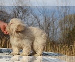 Small #12 ShihPoo