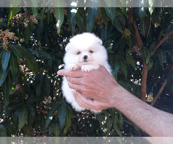 Medium Photo #2 Pomeranian Puppy For Sale in WEST PALM BEACH, FL, USA